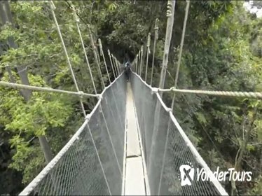 Kinabalu Park & Poring Hot Springs Tour From Kota Kinabalu