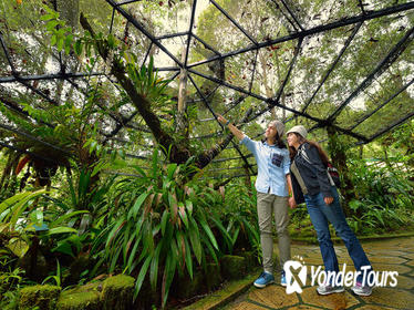 Kinabalu Park Canopy Walkway and Poring Hot Springs Full-Day Tour from Kota Kinabalu