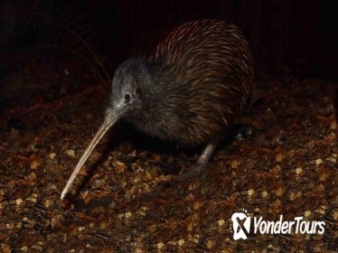 Kiwi Birdlife Park Admission