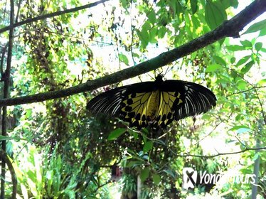 KL Butterfly Park Admission Ticket & Free Kuala Lumpur City Tour