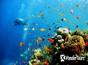 Kota Kinabalu Discover Scuba Diving