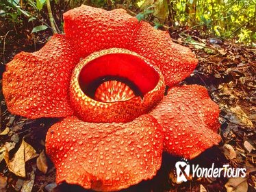 Kota Kinabalu Rafflesia Rainforest Reserve Tour