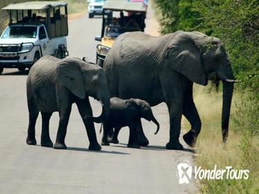 Kruger National Park 2 Days 1 Night Magical Safari from Johannesburg