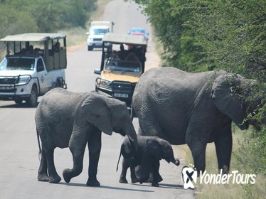 Kruger National Park Day Tour from Johannesburg