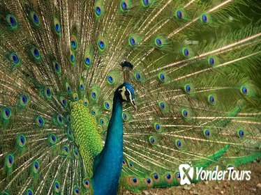 Kuala Lumpur Bird Park Admission Tickets & Free Shopping Tour