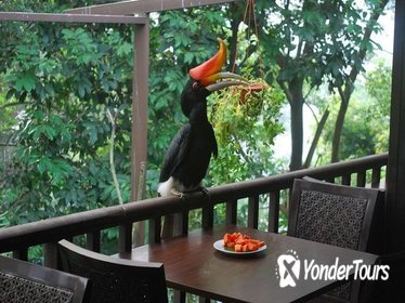 Kuala Lumpur Bird Park Tour With Transfer
