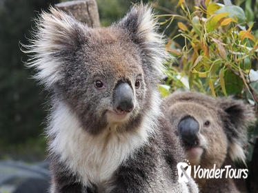 Kuranda Koala Gardens and Birdworld Admission Tickets
