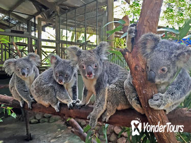 Kuranda Rainforestation Nature Park