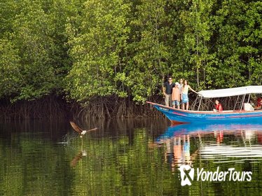 Langkawi Mangrove Forest and Eagle Watching Tour