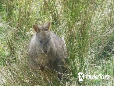 Leven Canyon Day Trip Including Wings Wildlife Park or Gunns Plains Caves from Devonport, Ulverstone or Burnie