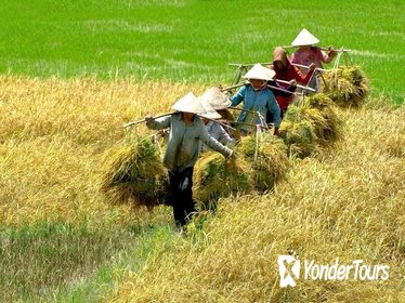 Life on the Mekong Delta Private Tour from Ho Chi Minh City