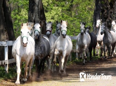 Lipizzaner Farm & Karst Treasures