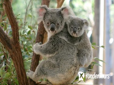 Lone Pine Koala Sanctuary Day Pass