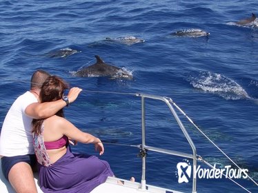 Madeira Highlights by Jeep with Cabo Girao and Dolphin Watching from Funchal