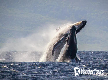 Maui Ka'anapali Beach Whale-Watching Cruise with Open Bar