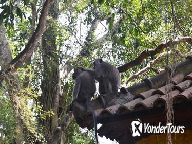 Monkey Forest and Ubud Art Tour in Bali Monkey Forest and Ubud Art Tour in Bali