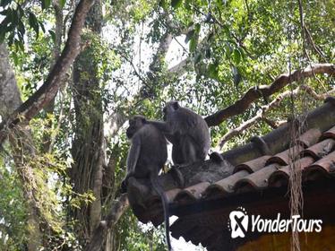 Monkey Forest and Ubud Art Tour in Bali