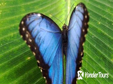 Monteverde Cloud Forest and Butterfly Garden from Guanacaste