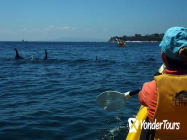 Mornington Peninsula Self-Guided Kayak Adventure for Two