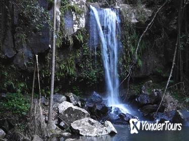 Mt Tamborine Waterfalls, Glow-worms, Rainforest Full Day Personal Tour