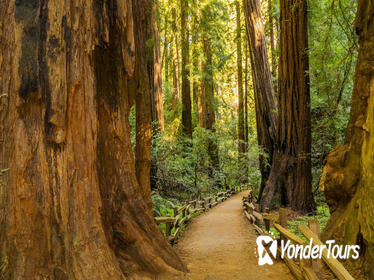 Muir Woods and Sausalito Experience