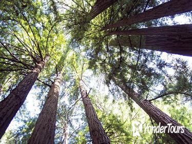 Muir Woods Tour of California Coastal Redwoods