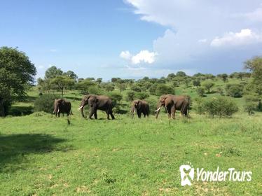 Multi-Day Tanzania Odssey Safari from Arusha
