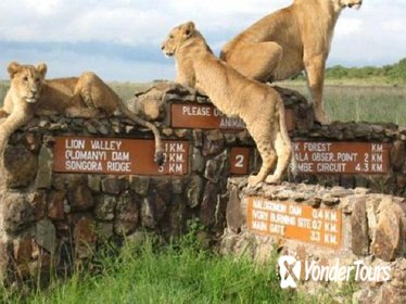 Nairobi National Park Half-Day Tour