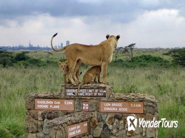 Nairobi National Park Safari from Downtown Nairobi