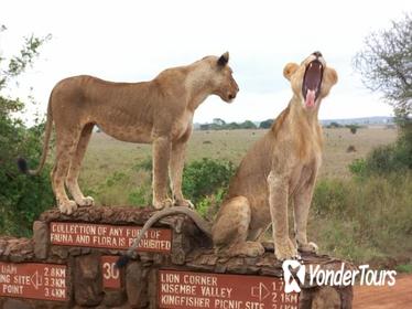 Nairobi National Park Tour