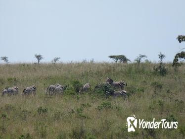 Nairobi National Park, Elephant Orphanage, Giraffe Center, Karen Blixen Museum and Bomas of Kenya Day Tour