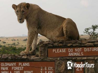 Nairobi National Park, Elephant Orphanage, Giraffe Centre, Bomas of Kenya and Karen Blixen Museum Day Tour