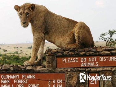 Nairobi National Park, Giraffe Center and Elephant Orphanage Day Tour from Nairobi