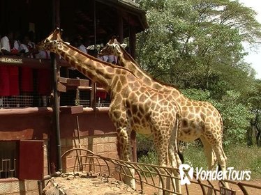 Nairobi National Park,David Shedrick,Carnivore lunch&Giraffe centre Private tour