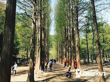 Nami Island, Petite France, Rail Bike and Garden of Morning Calm Tour