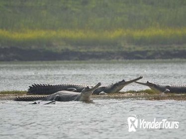 National Chambal Sanctuary and Alligator Day Tour from Agra