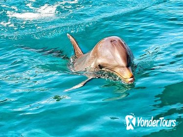 Nature Discovery Guided Tour: Dolphins, Tortoises, Crocodiles and the Wild South