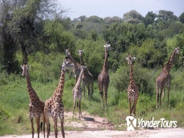 Ngorongoro National Park and Game Drive: Guided Day Tour from Arusha Ngorongoro National Park and Game Drive: Guided Day Tour from Arusha