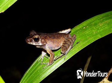 Night Frogs Tour at Kubah National Park