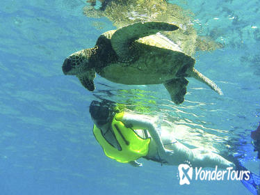 North Shore Turtle Cove Guided Snorkeling Tour