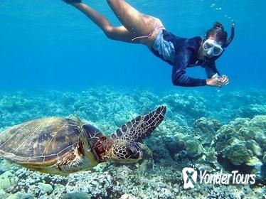 Oahu Grand Circle Tour with Snorkeling from Waikiki via Bus