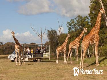 Off-Road Safari at Werribee Open Range Zoo