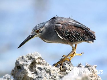 Olango Island Bird Watching and Snorkeling Day Trip from Cebu