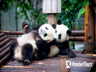 One-Day Chengdu Panda Private Tour Including Two Meals