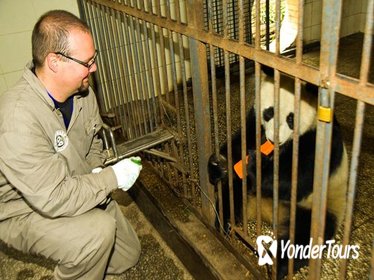 One-Day Dujiangyan Giant Panda Base Volunteering and Irrigation System Tour