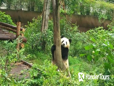 One-Day Private Customize-able Chengdu Panda Breeding & Research Center and City Highlights