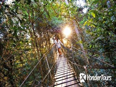 O'Reilly's Lamington National Park and Treetop Canopy Tour