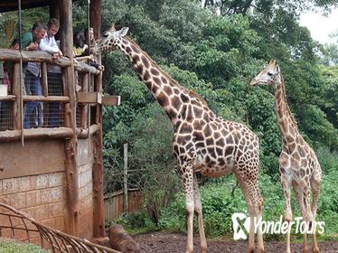 Out of Africa Tour: Giraffe Centre and Karen Blixen Museum from Nairobi