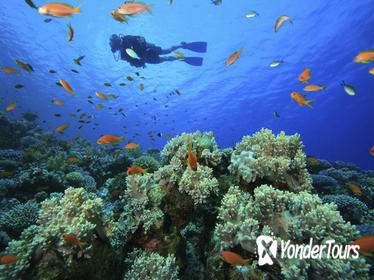 PADI Scuba Diving in Tunku Abdul Rahman Marine Park from Kota Kinabalu