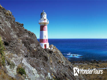 Palliser Bay and Coastal Delights Tour from Wellington